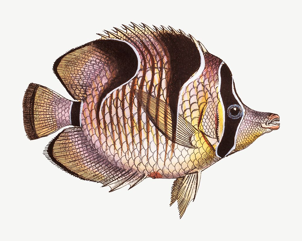 Fish vintage illustration, collage element psd