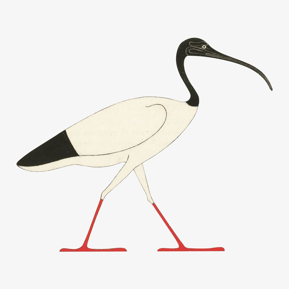Egypt bird vintage illustration, animal image
