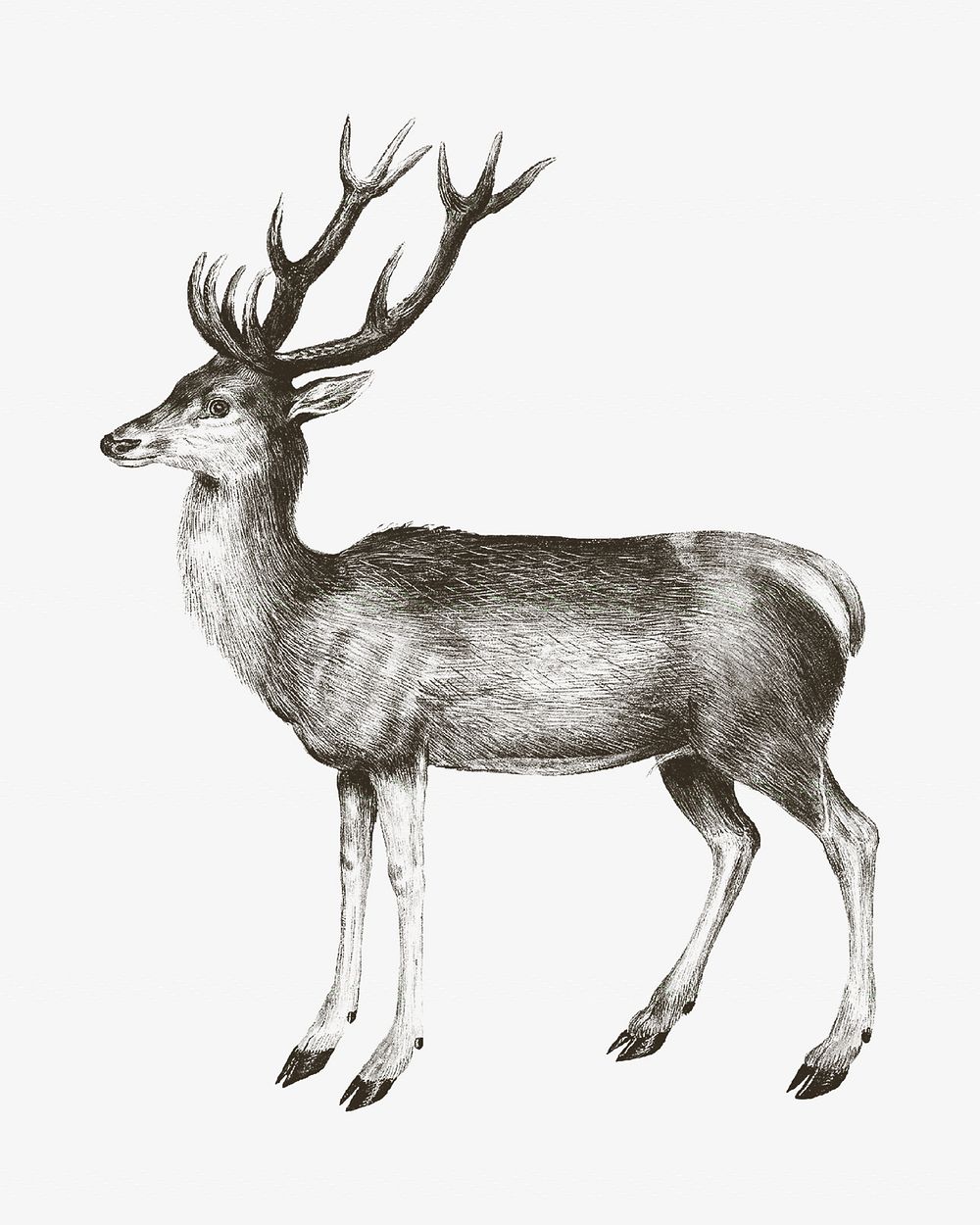 Vintage deer, animal illustration. Remixed by rawpixel. 