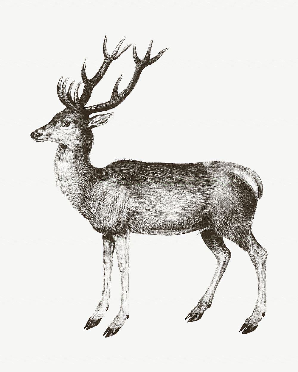 Vintage deer, animal illustration psd. Remixed by rawpixel. 