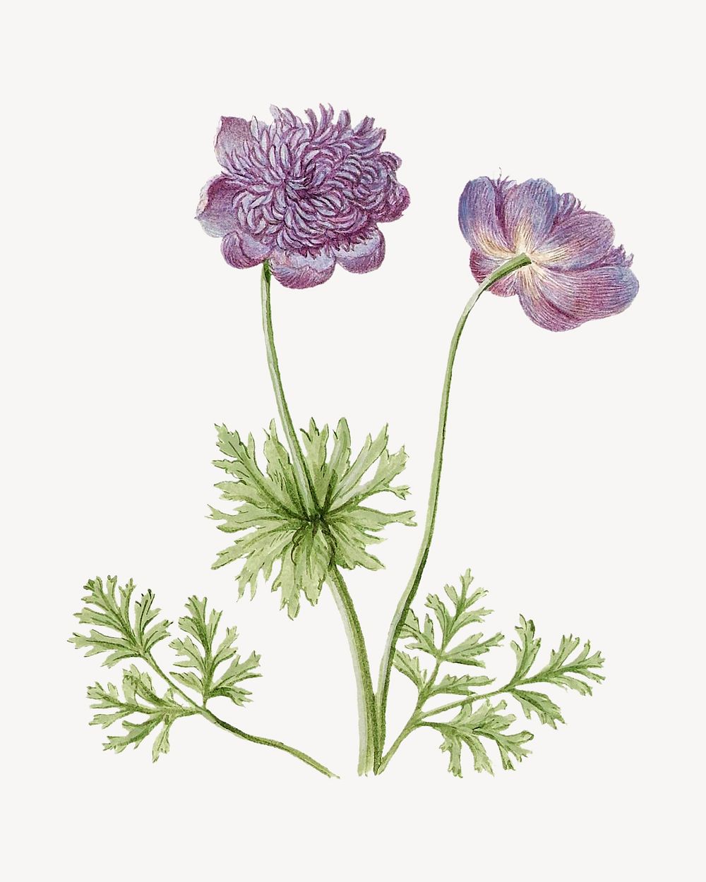 Anemones flower vintage illustration