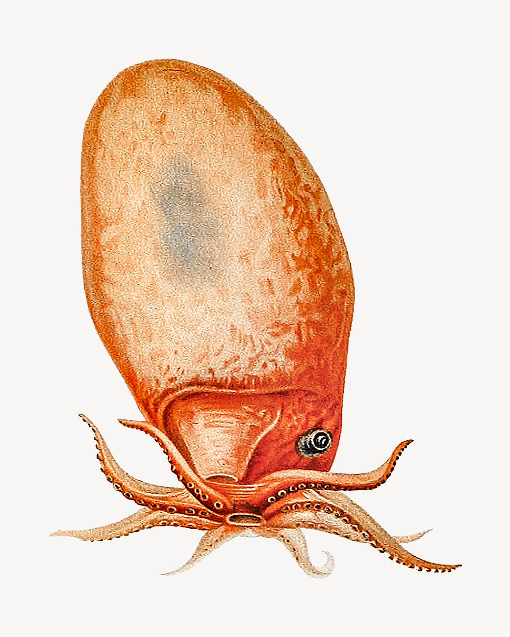 Vintage bolitaena octopus illustration
