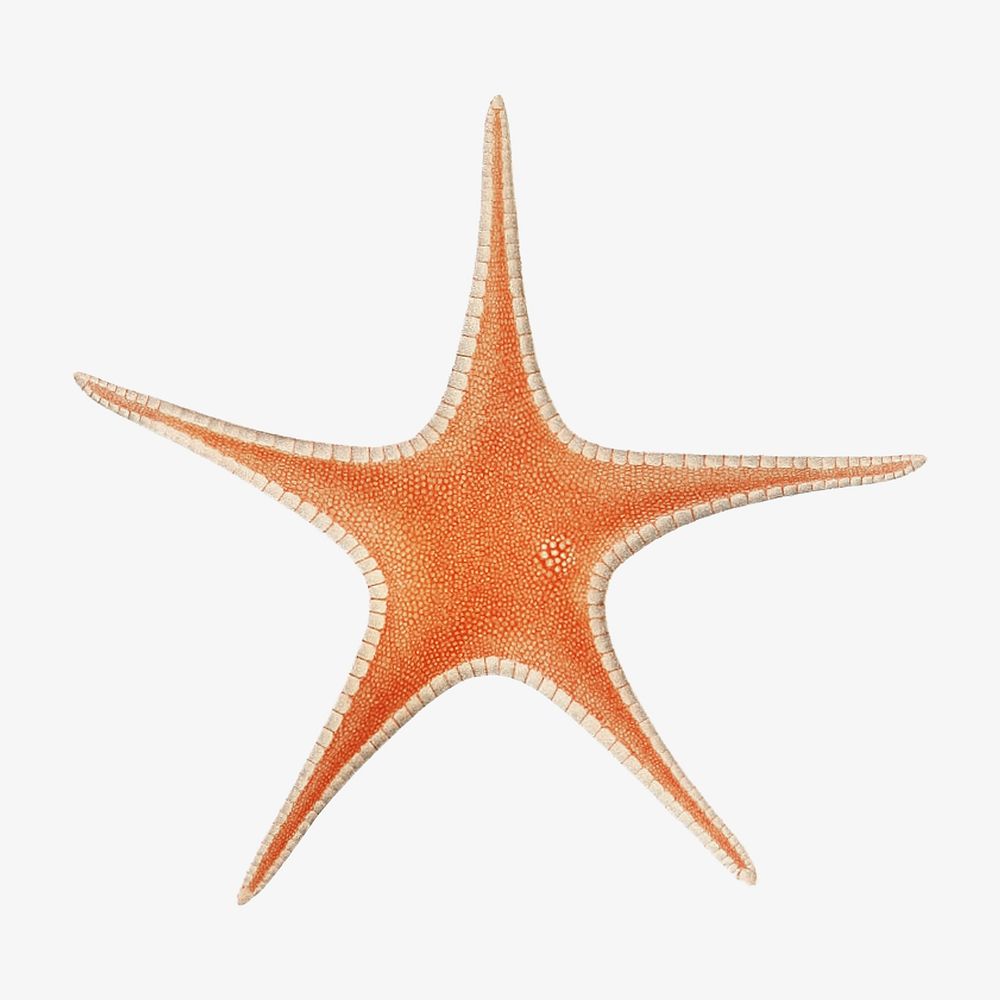 Starfish vintage illustration