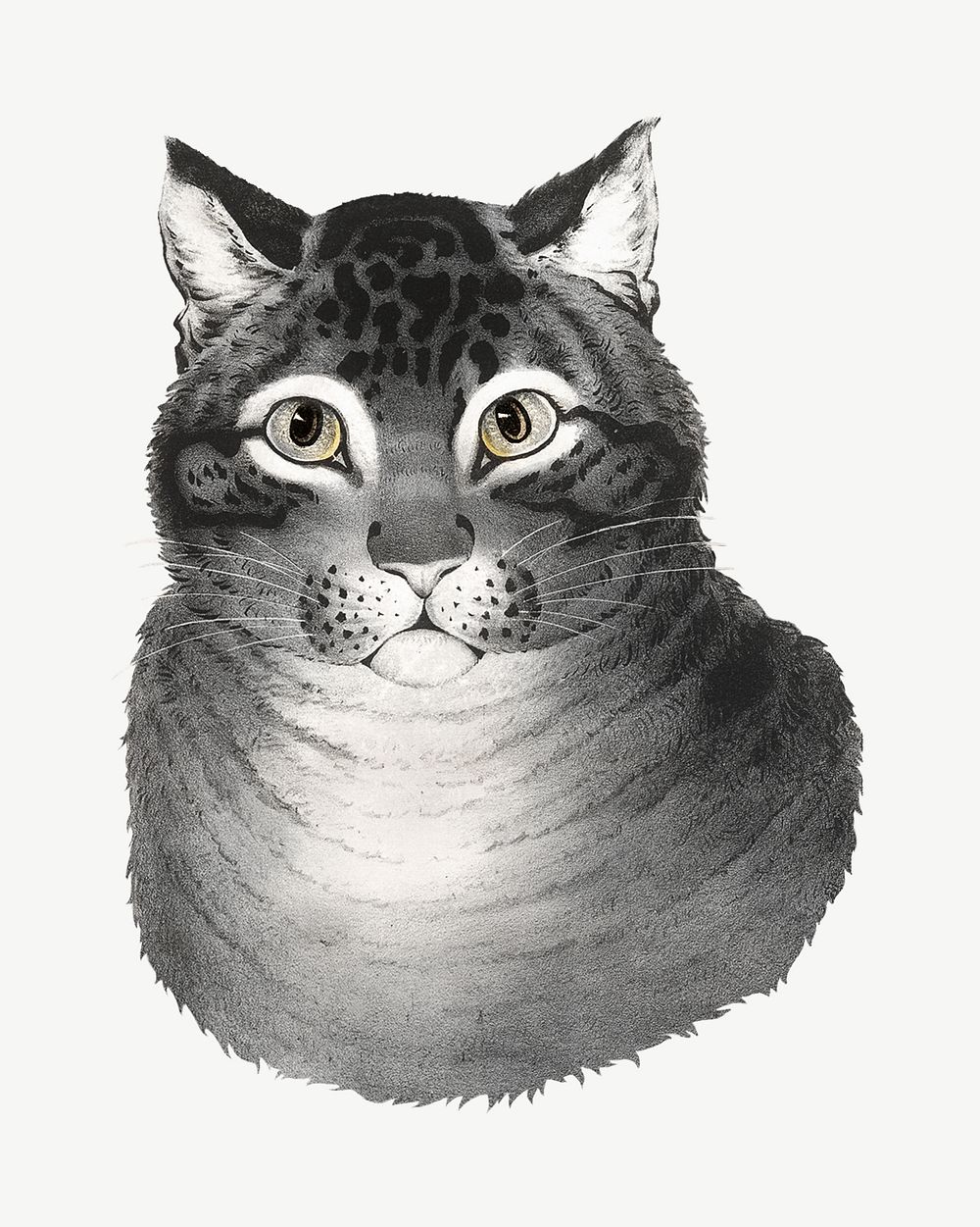 The Favorite Cat, vintage animal illustration by Nathaniel Currier psd. Remixed by rawpixel.