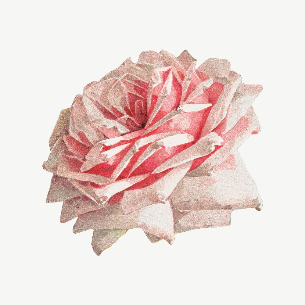 French rose, vintage flower illustration by Paul de Longpre psd. Remixed by rawpixel.