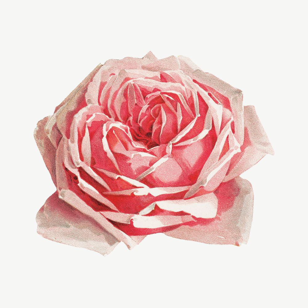 French rose, vintage flower illustration by Paul de Longpre psd. Remixed by rawpixel.