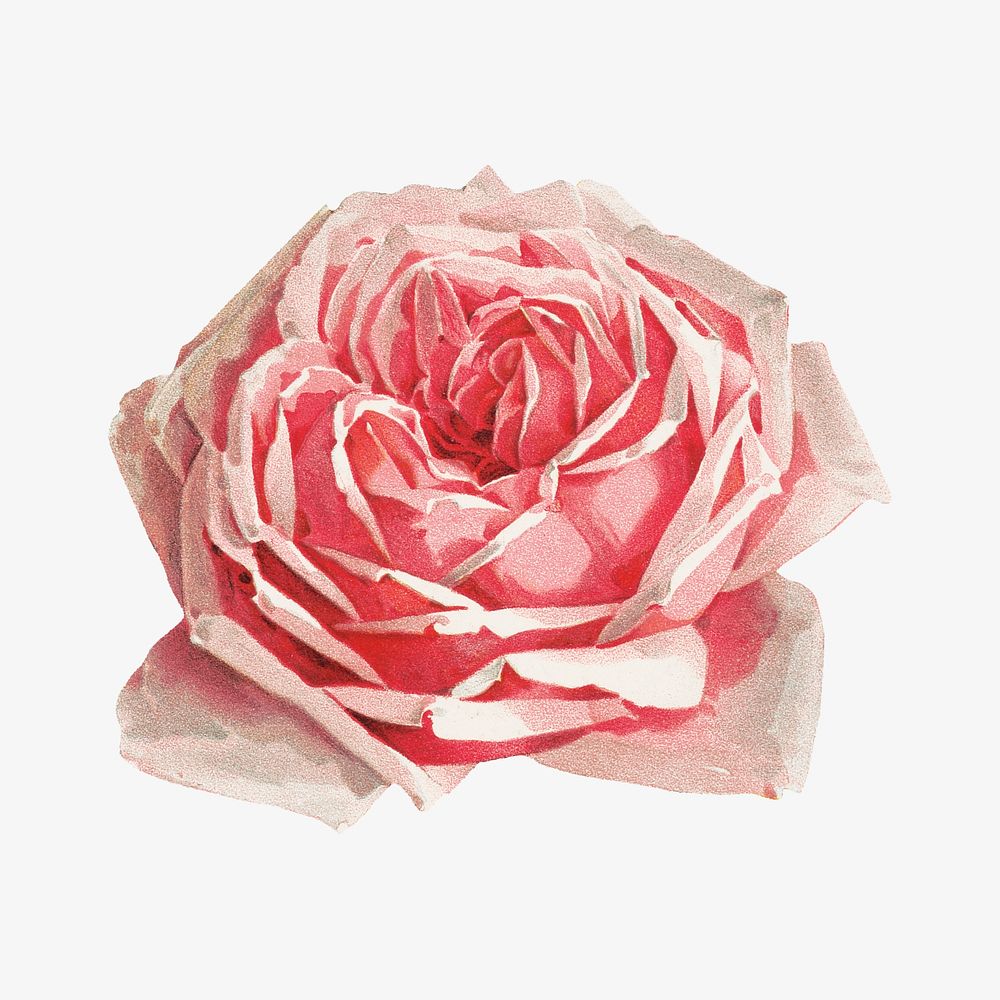 French rose, vintage flower illustration by Paul de Longpre. Remixed by rawpixel.