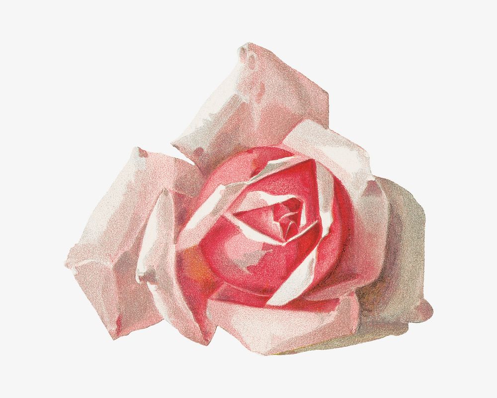 French rose, vintage flower illustration by Paul de Longpre. Remixed by rawpixel.