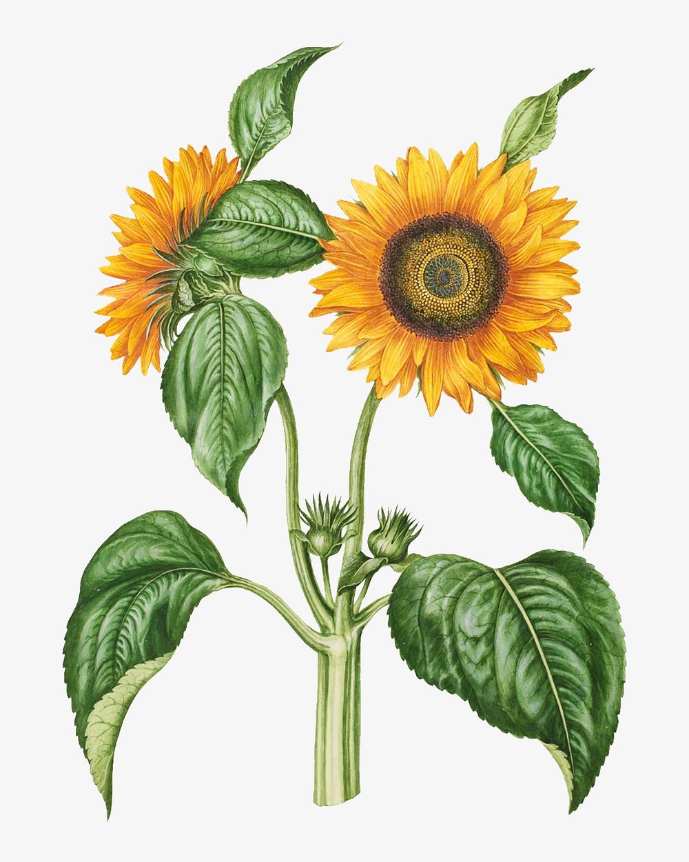 Vintage sunflower, flower illustration by Maria Sibylla Merian. Remixed by rawpixel.