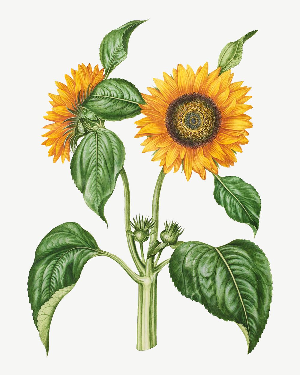Vintage sunflower, flower illustration by Maria Sibylla Merian psd. Remixed by rawpixel.