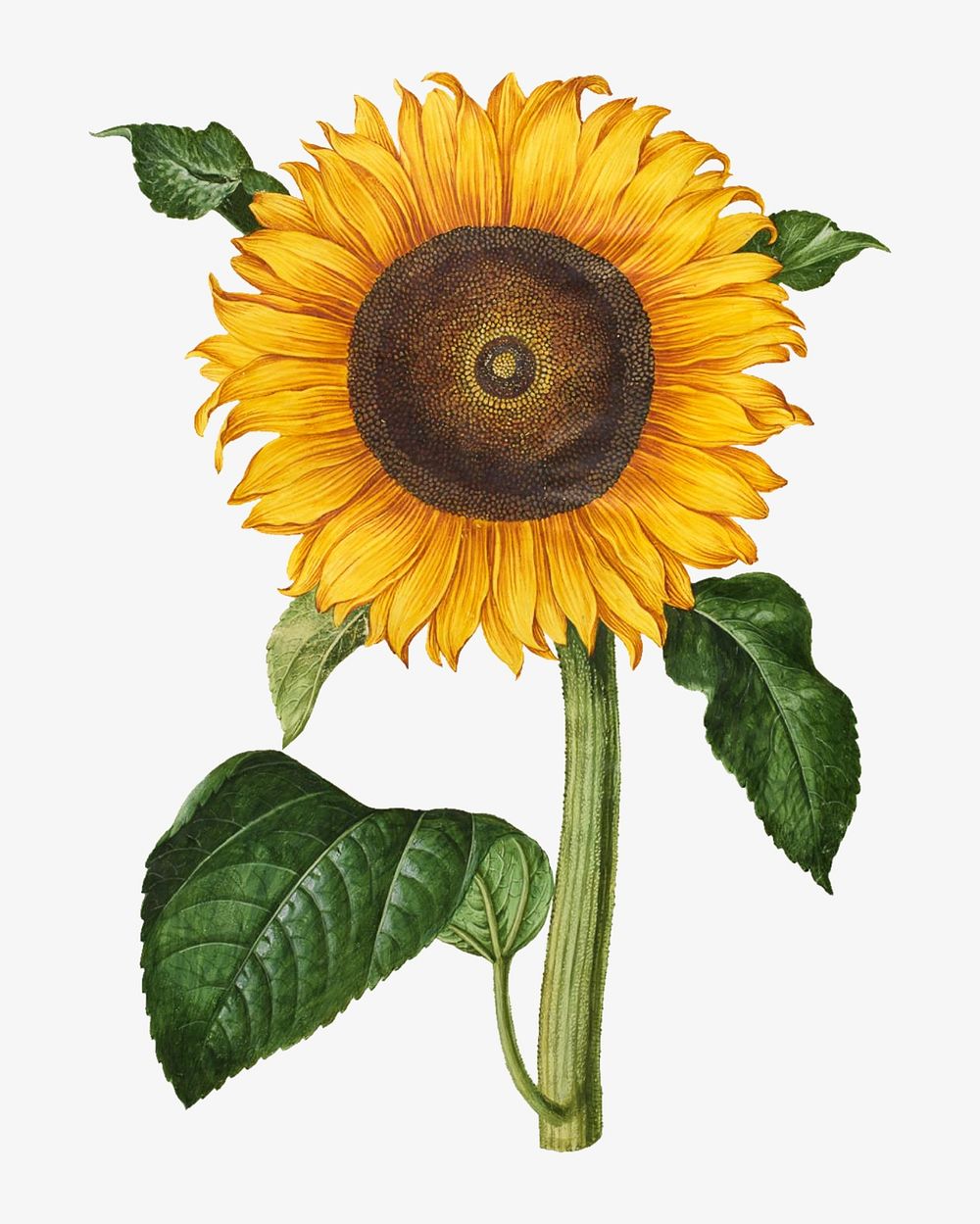 Vintage sunflower, flower illustration by Maria Sibylla Merian. Remixed by rawpixel.