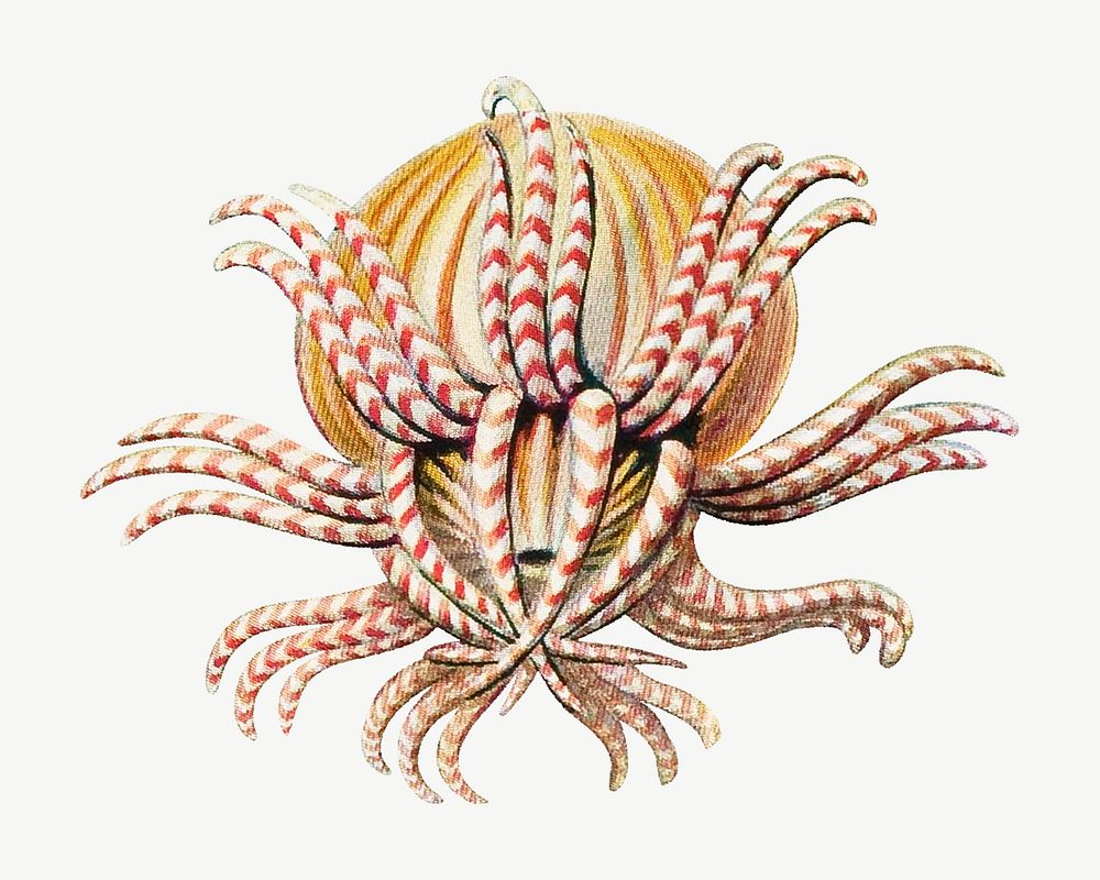 Haeckel Actiniae, marine life illustration by Ernst Haeckel psd. Remixed by rawpixel.