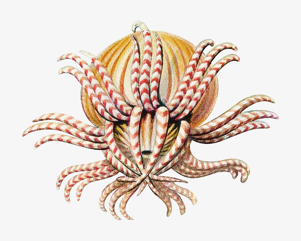 Haeckel Actiniae, marine life illustration by Ernst Haeckel. Remixed by rawpixel.