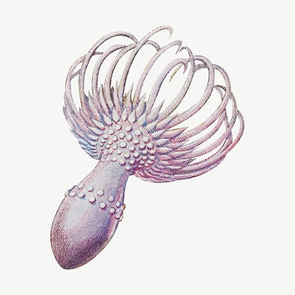 Haeckel Actiniae, marine life illustration by Ernst Haeckel psd. Remixed by rawpixel.