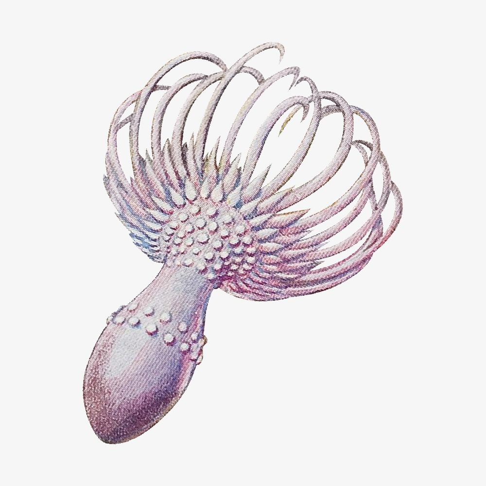 Haeckel Actiniae, marine life illustration by Ernst Haeckel. Remixed by rawpixel.