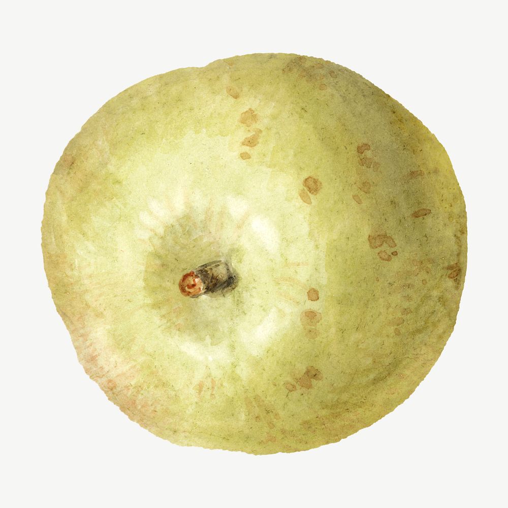 Asian pear, fruit still life illustration by James Sillett psd. Remixed by rawpixel.