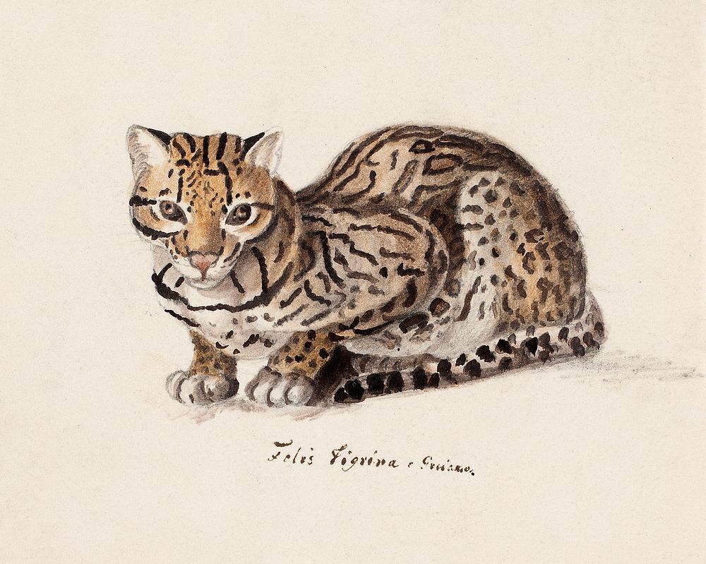 Northern tiger cat, 1829. Digitally enhanced by rawpixel.