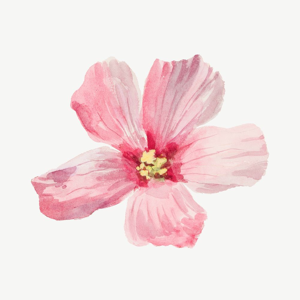 Mallow flower watercolor illustration element psd. Remixed from vintage artwork by rawpixel.