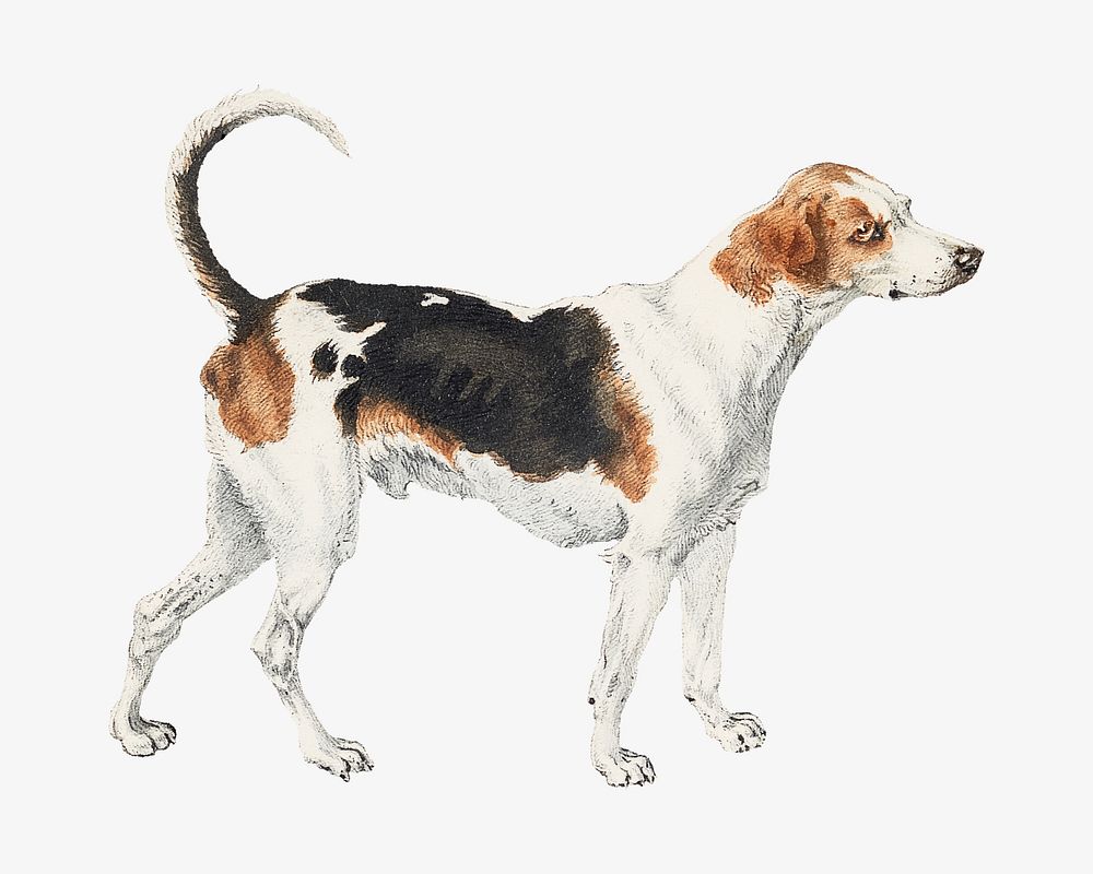 Harrier dog watercolor illustration element. Remixed from William Webb artwork, by rawpixel.