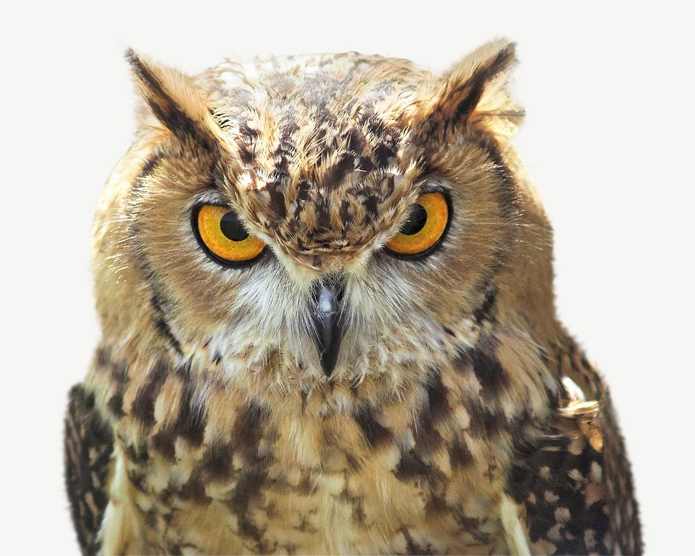 Owl, animal collage element psd