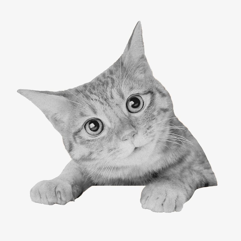 Cute cat, pet animal isolated image
