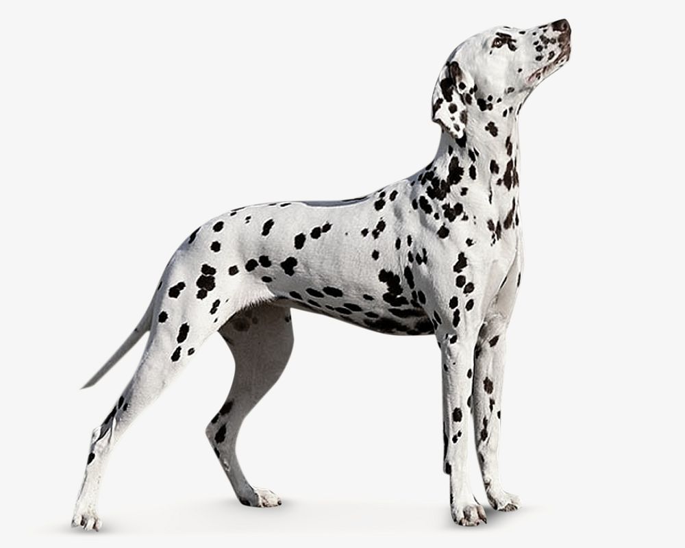 Dalmatian dog isolated image