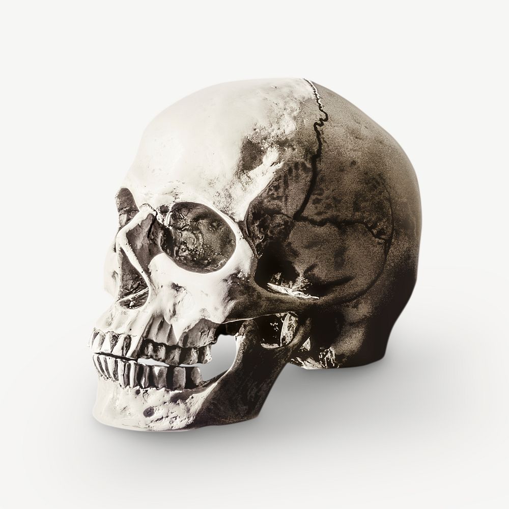 Human skull isolated graphic psd