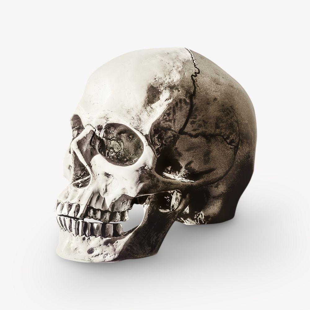 Human skull, isolated object on white