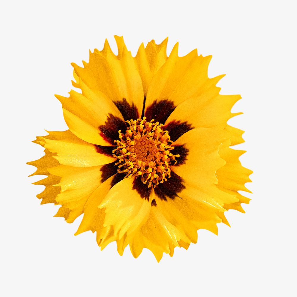 Yellow flower image on white