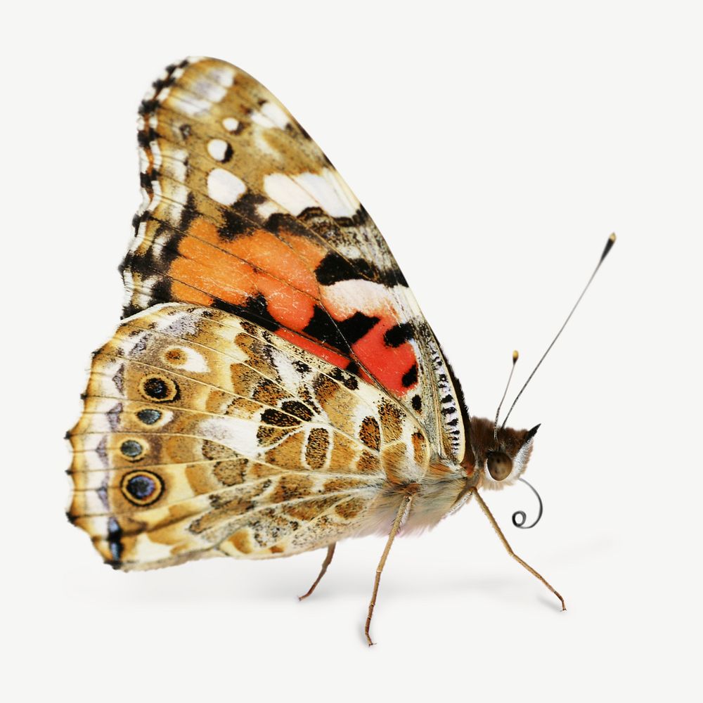 Painted lady butterfly psd, isolated design