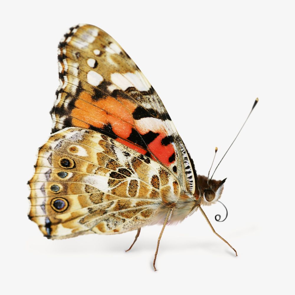 Painted lady butterfly, isolated design