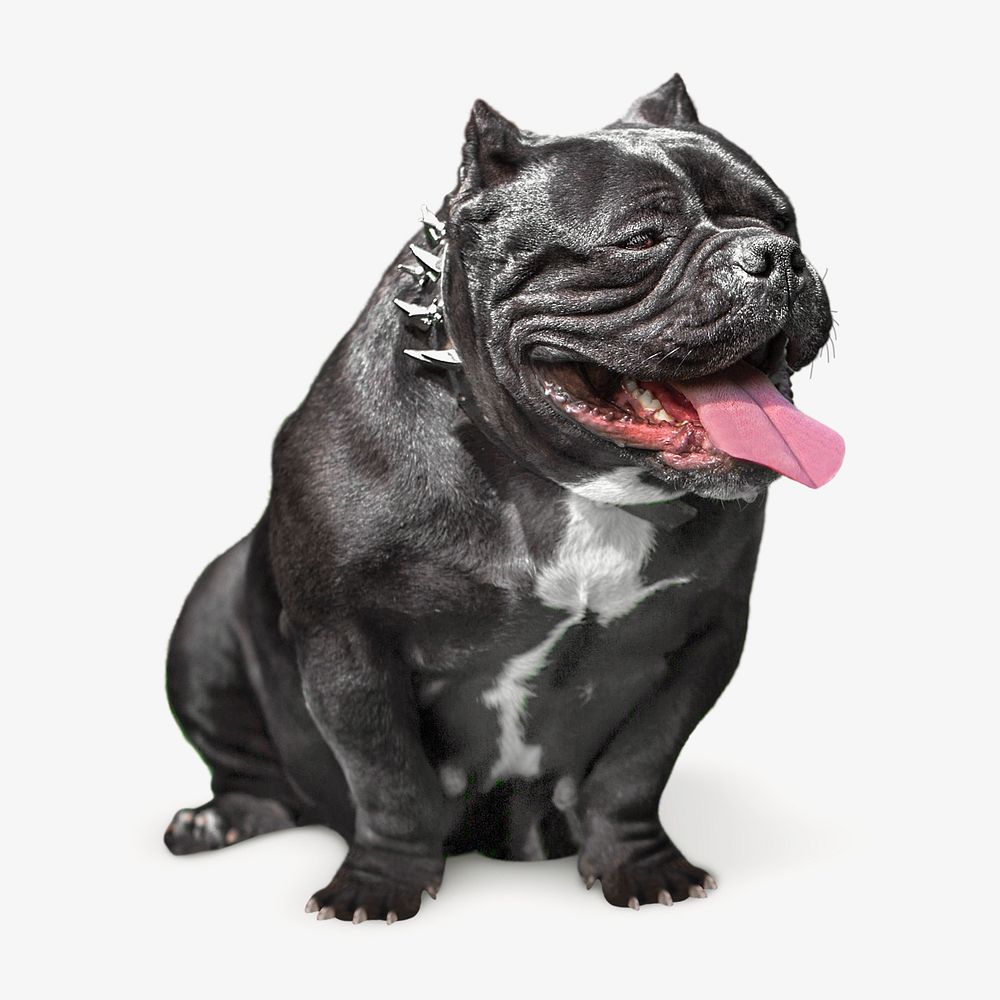 Smiling Bulldog, isolated design
