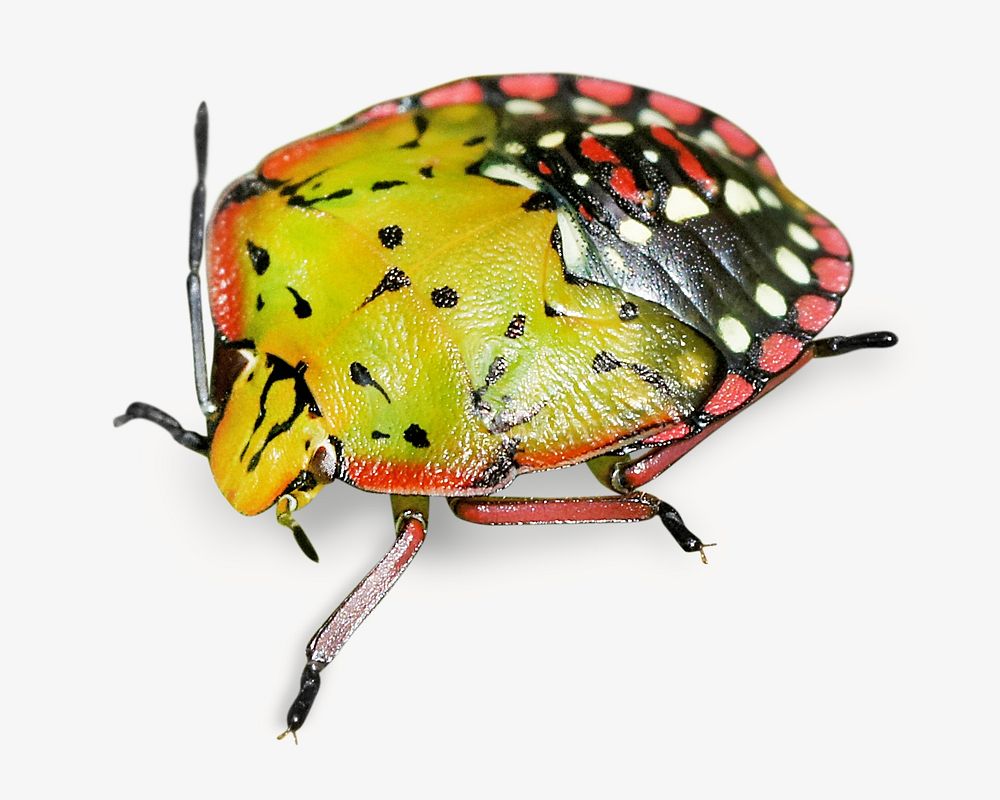 Shield bug image on white