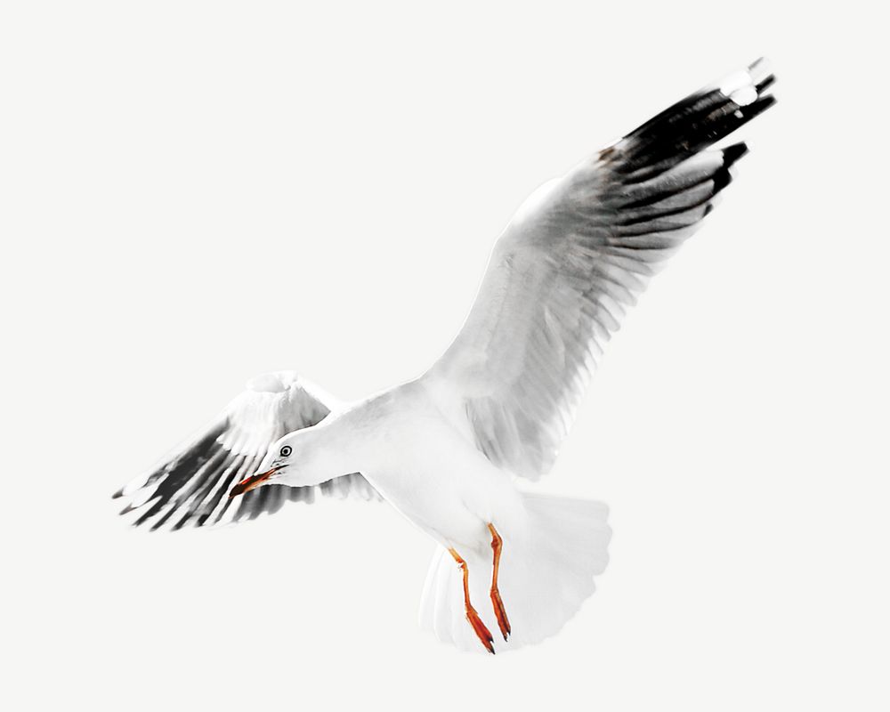 Silver gull bird image graphic psd