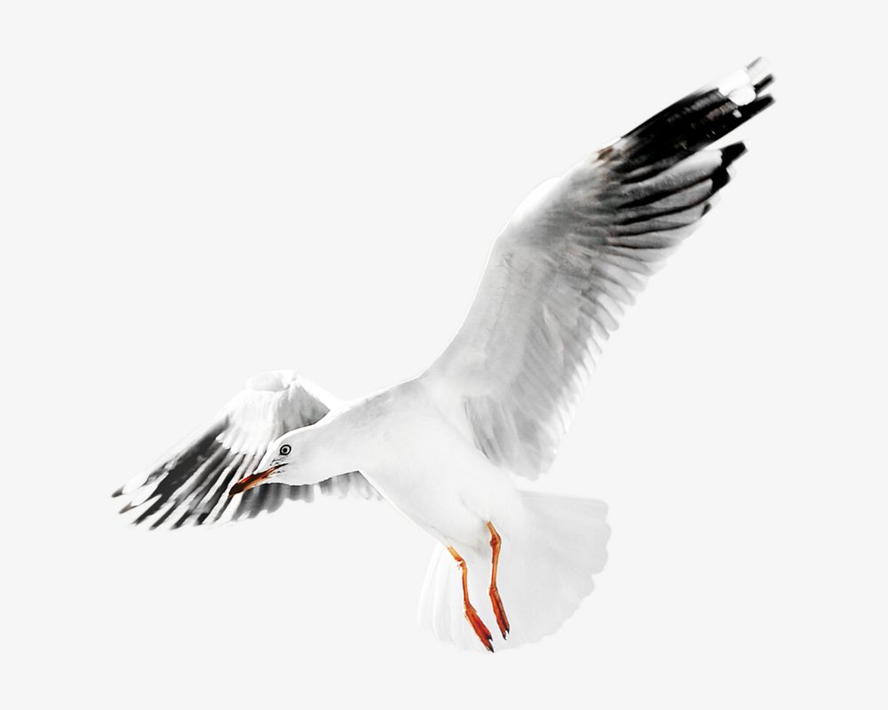 Silver gull bird image on white