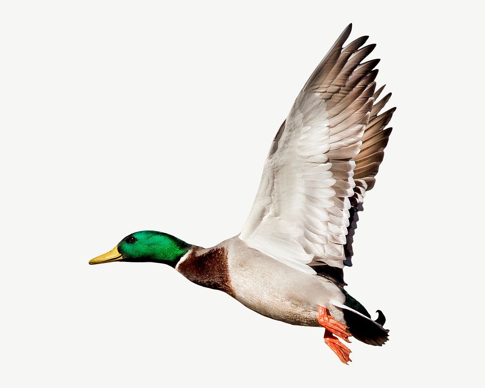 Mallard duck, animal collage element psd