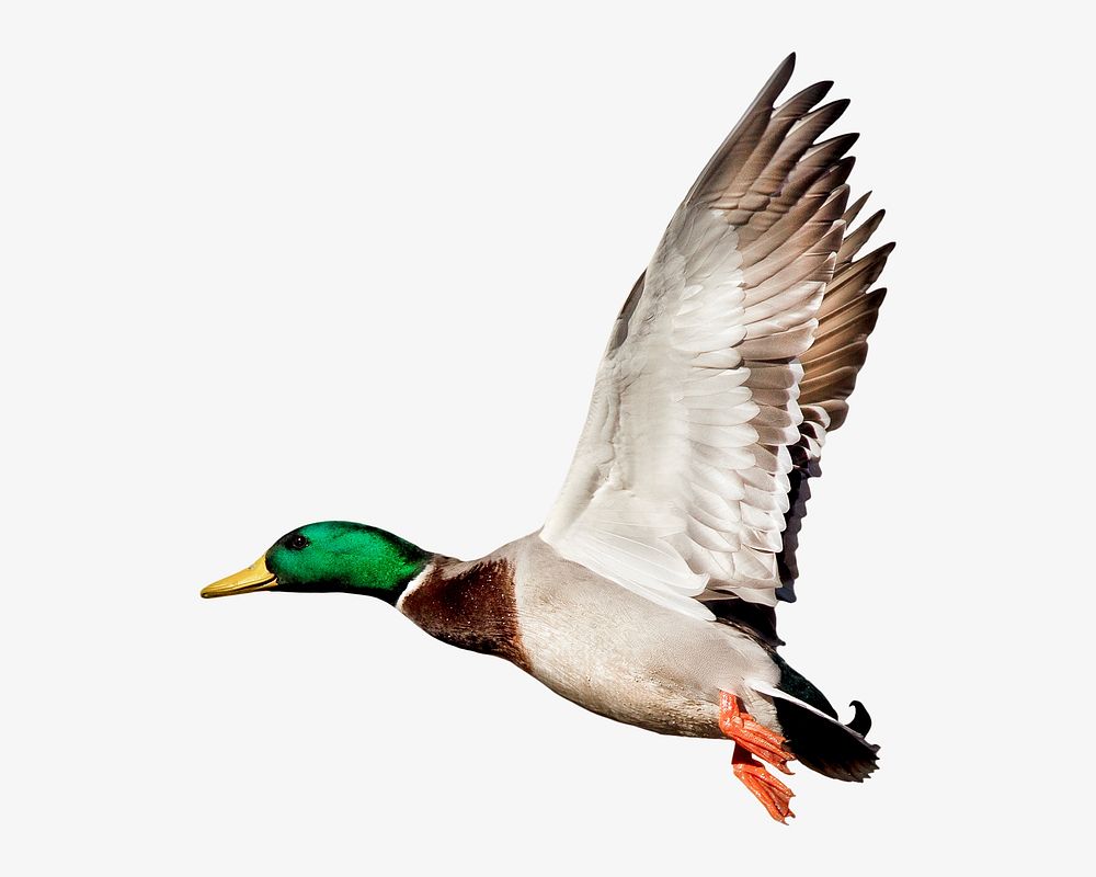 Mallard duck, isolated animal image