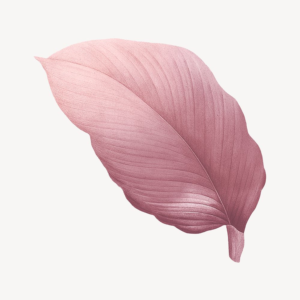 Vintage Autumn pink leaf illustration psd