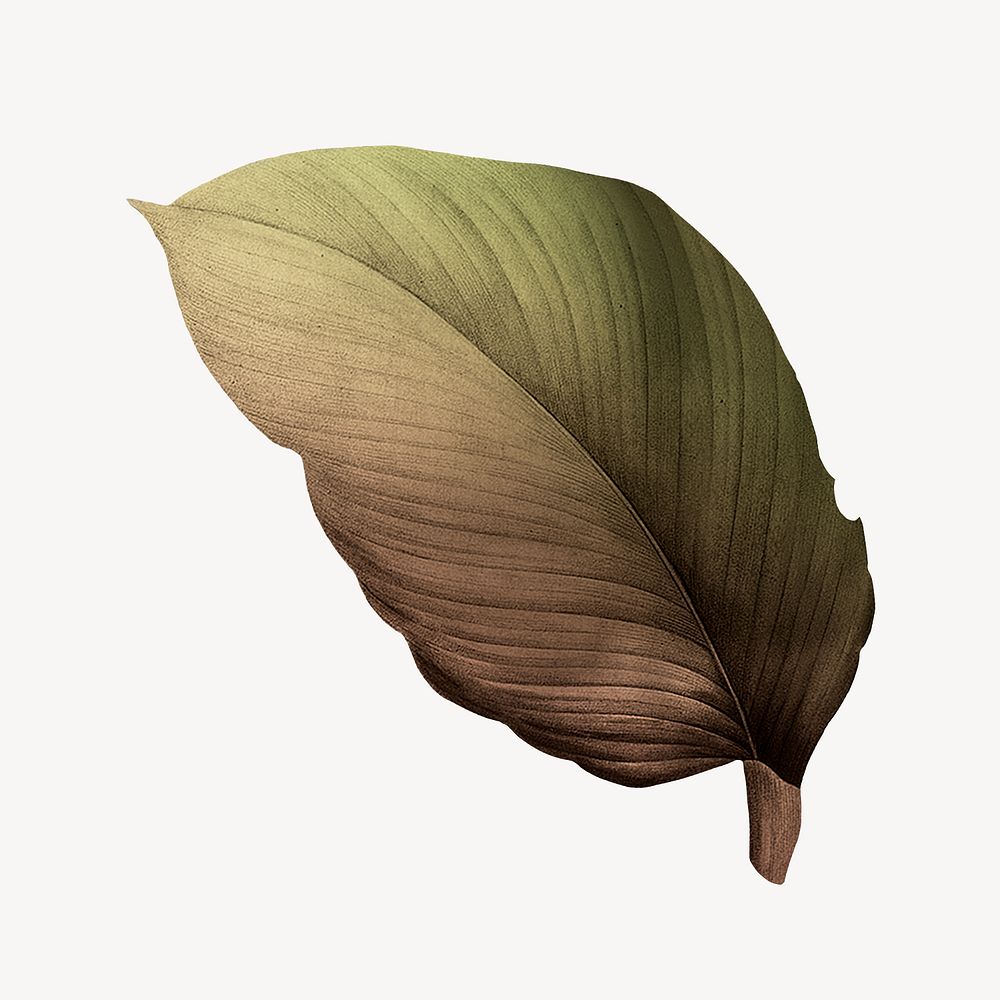 Vintage Autumn green leaf illustration psd
