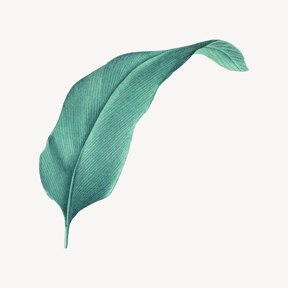 Vintage heliconia leaf illustration psd