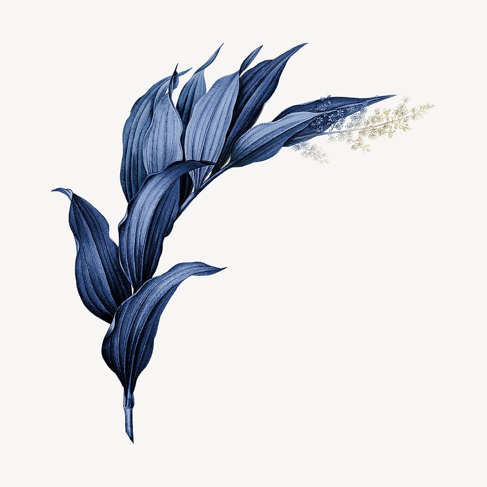 Vintage blue plant, Indian lily flower illustration psd