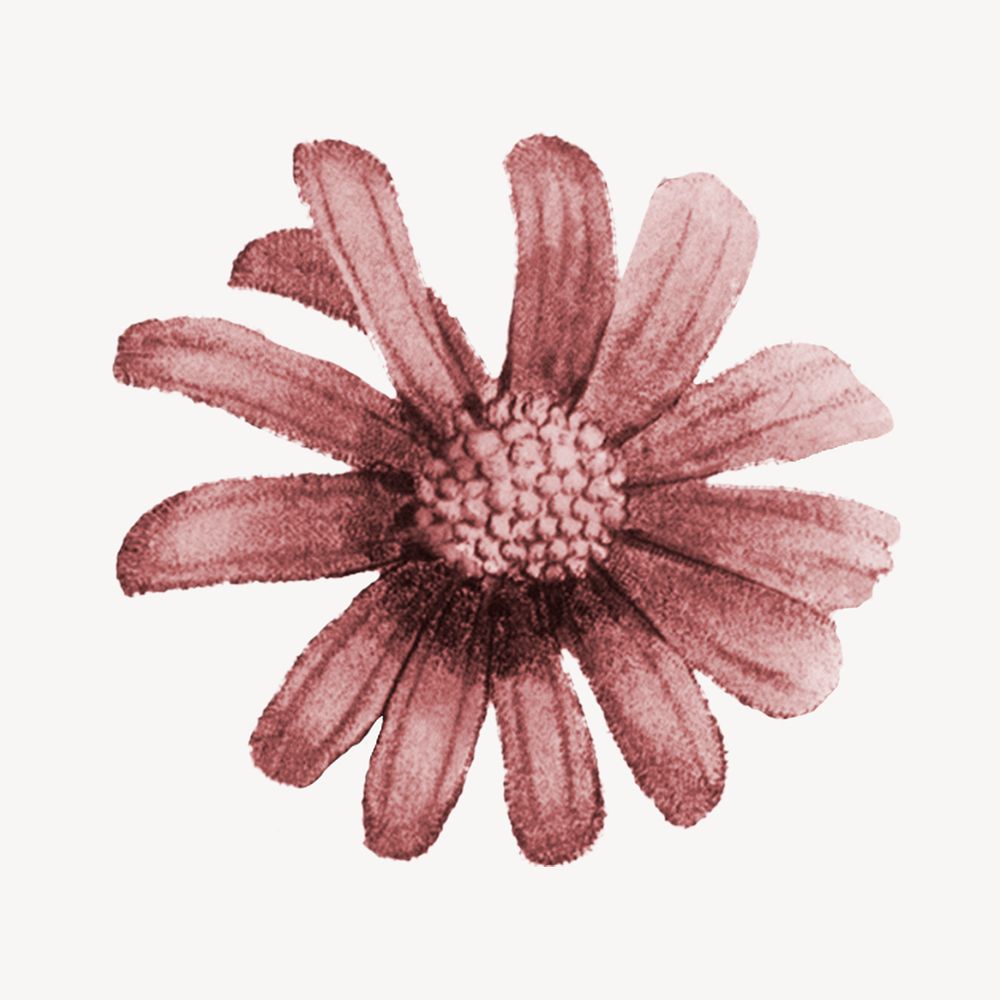 Vintage pink flower illustration psd