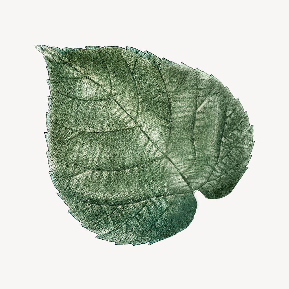 Vintage green leaf illustration psd