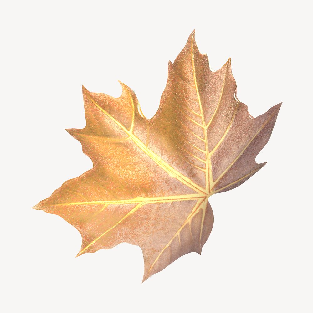 Vintage Autumn maple leaf illustration psd