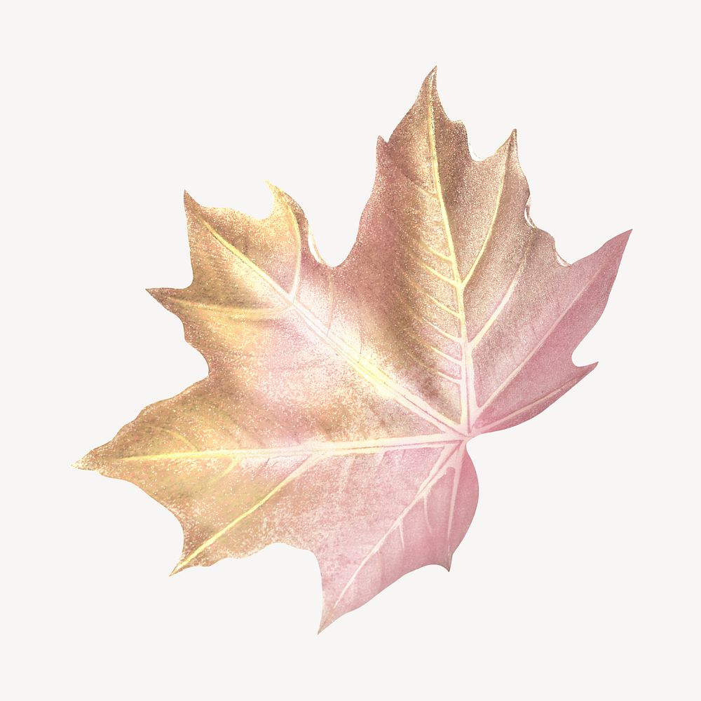 Vintage Autumn maple leaf illustration psd