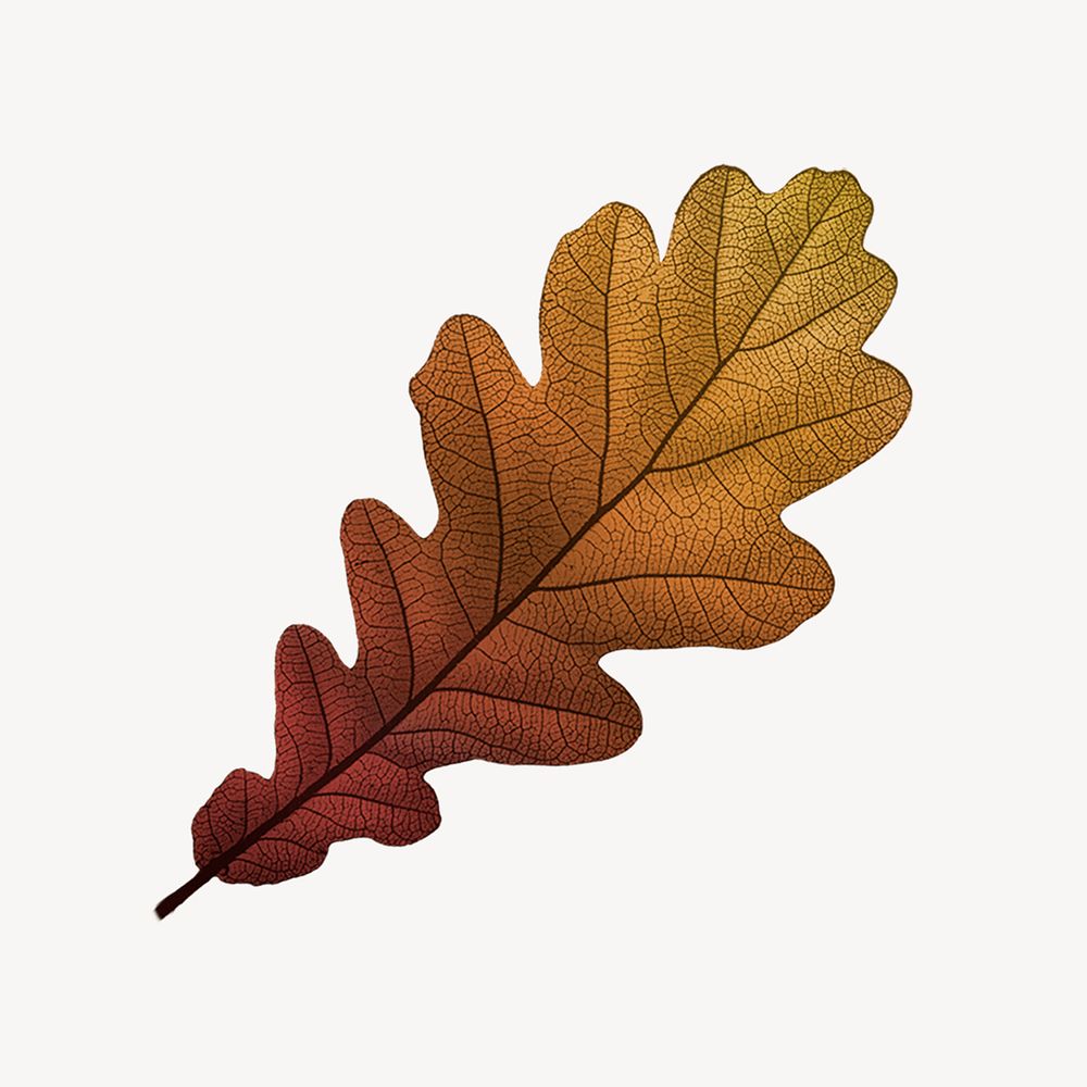 Vintage Autumn brown leaf illustration psd