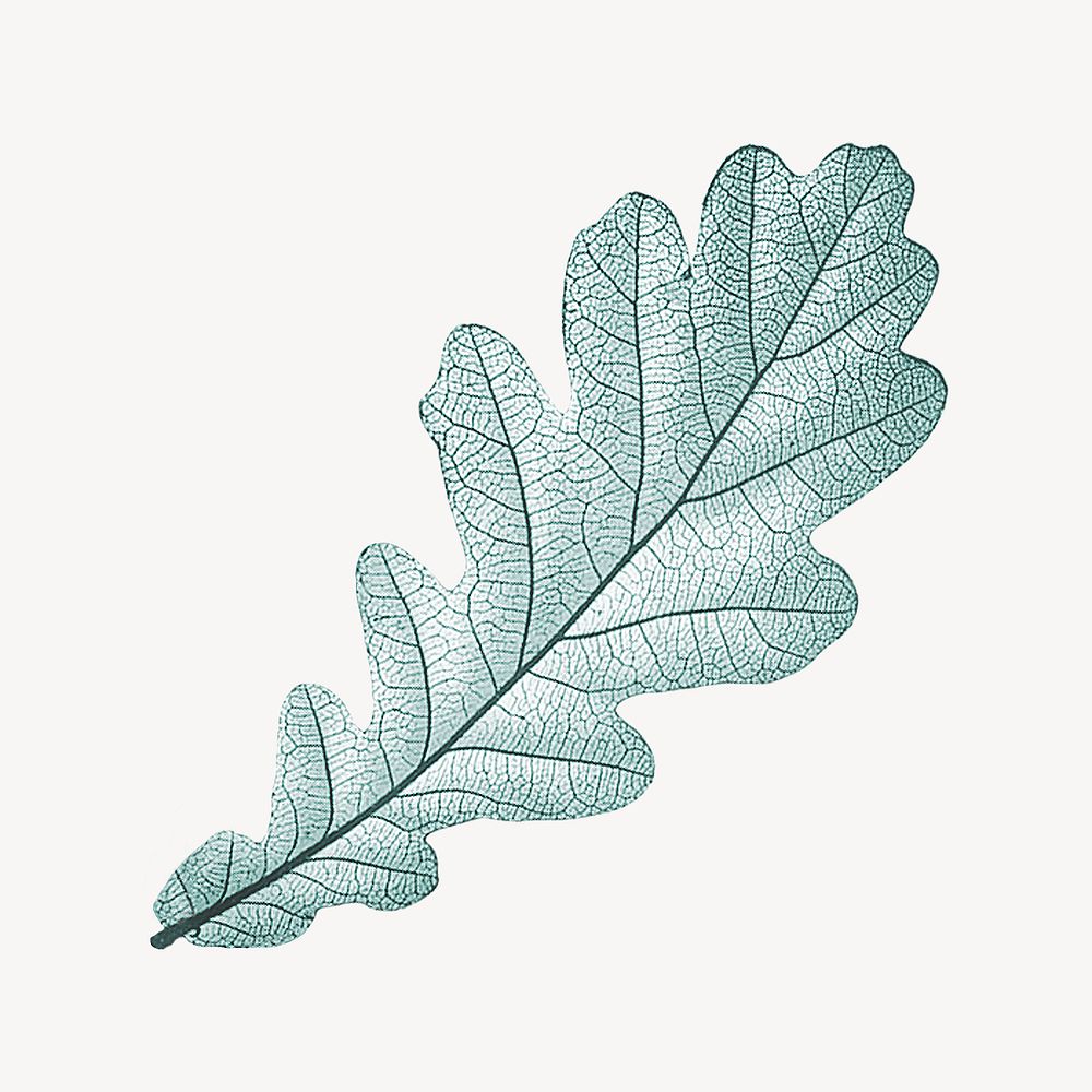 Vintage green leaf illustration psd