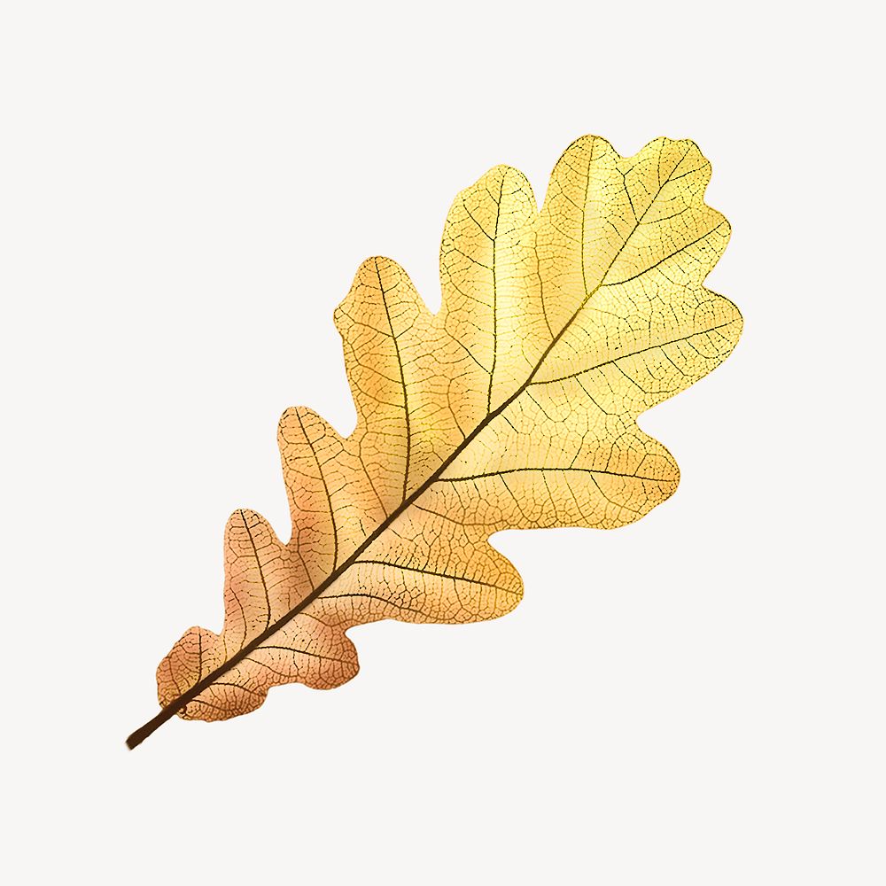 Vintage gold leaf illustration psd