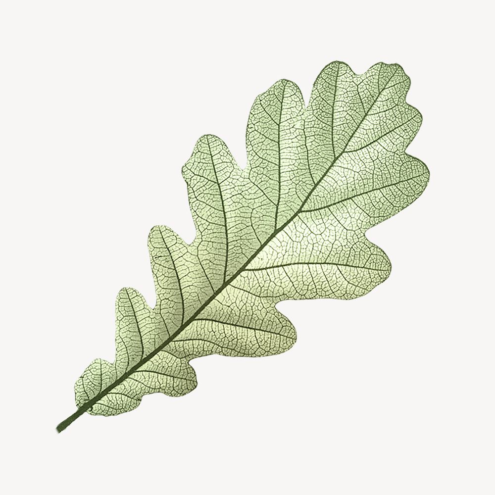 Vintage green leaf illustration psd