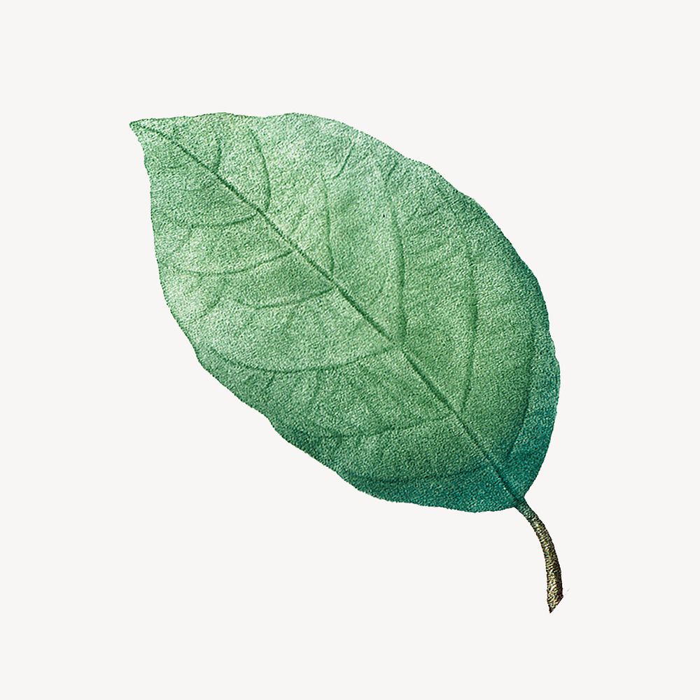 Vintage green leaf illustration psd